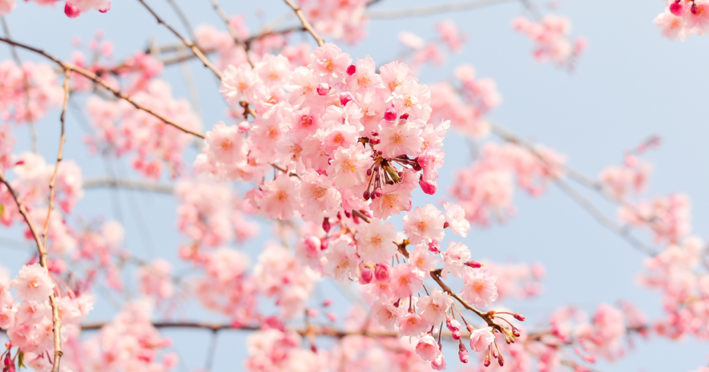 Cherry Blossom Forecast for Japan in 2024【Japan travel】